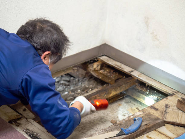 Best Office Mold Removal Services  in Lakewood, NY