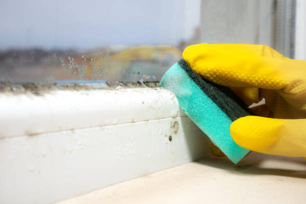 Lakewood, NY Mold Removal Company