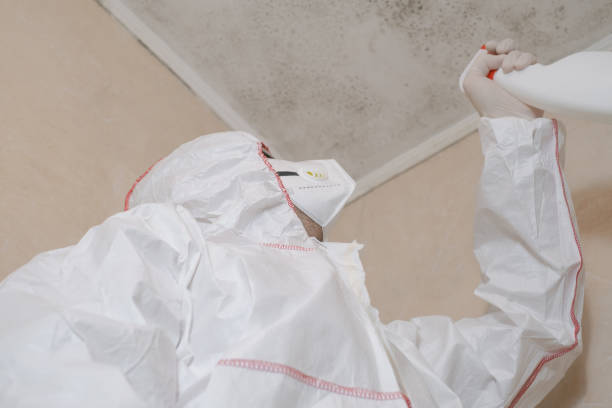 Best Professional Mold Removal  in Lakewood, NY