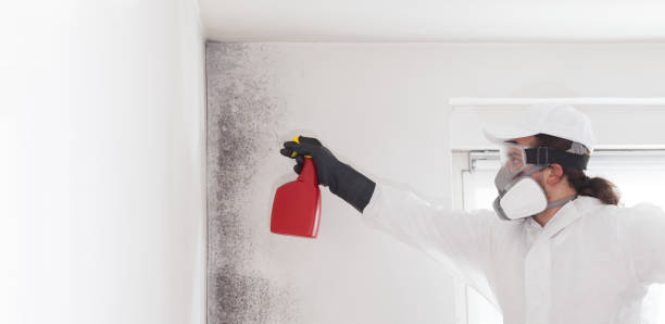 Mold Removal Process in Lakewood, NY