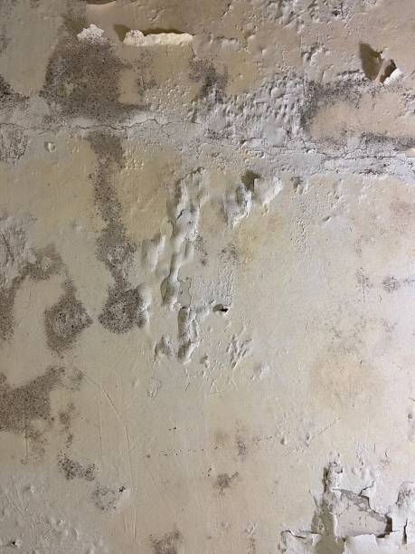 Home Mold Removal in Lakewood, NY