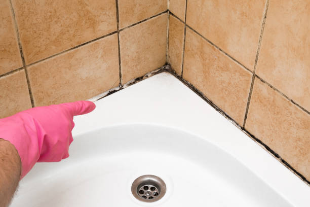 Best Black Mold Removal  in Lakewood, NY